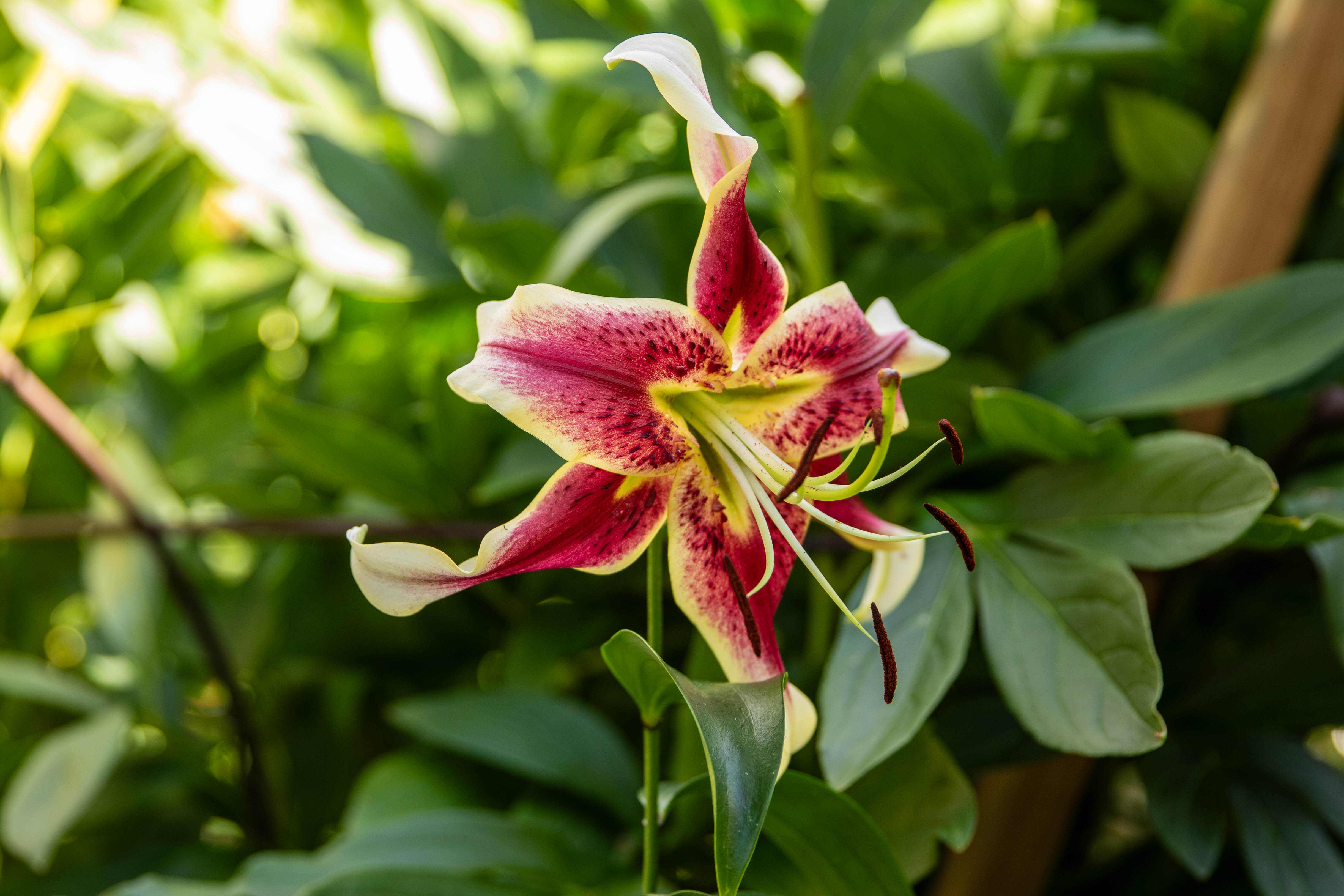 Blomma