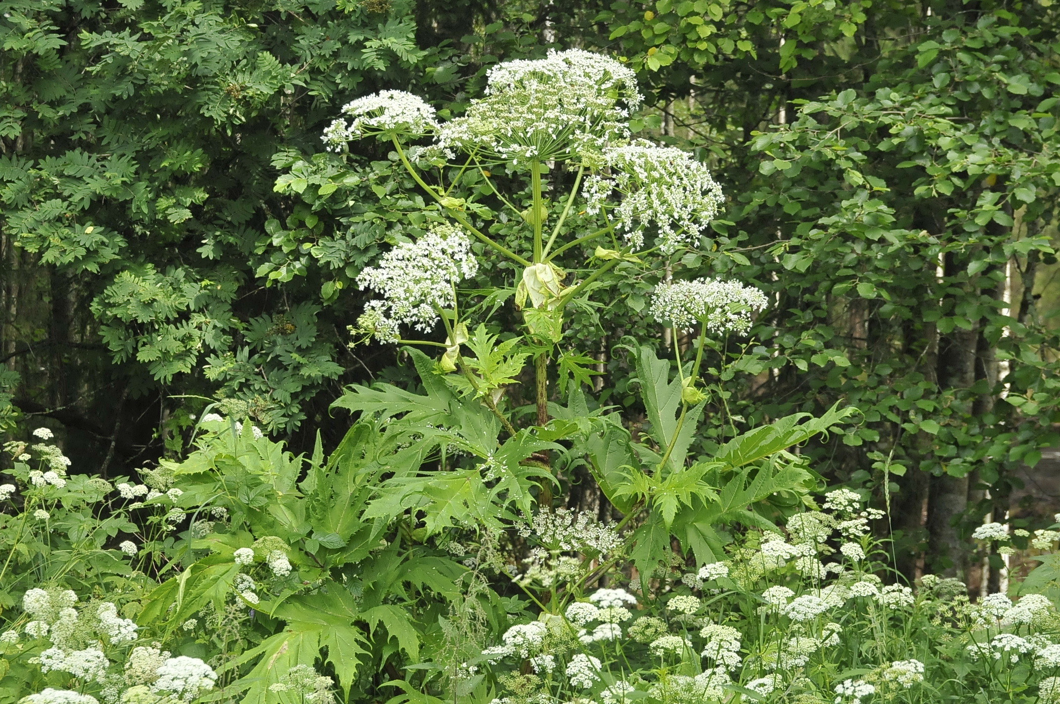 Bild på Jätteloka - en hel växt