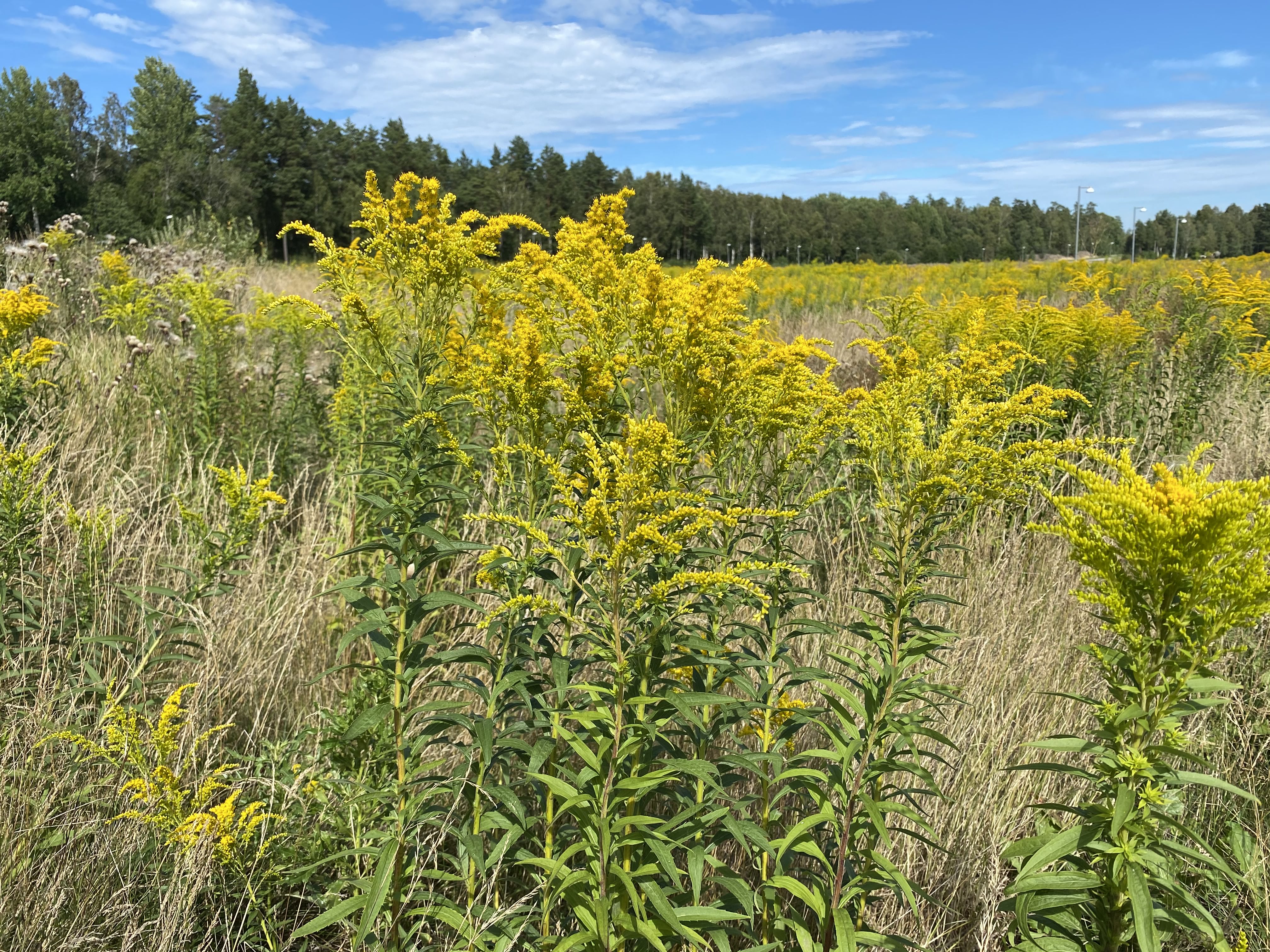 Bild på Kanadensiskt gullris