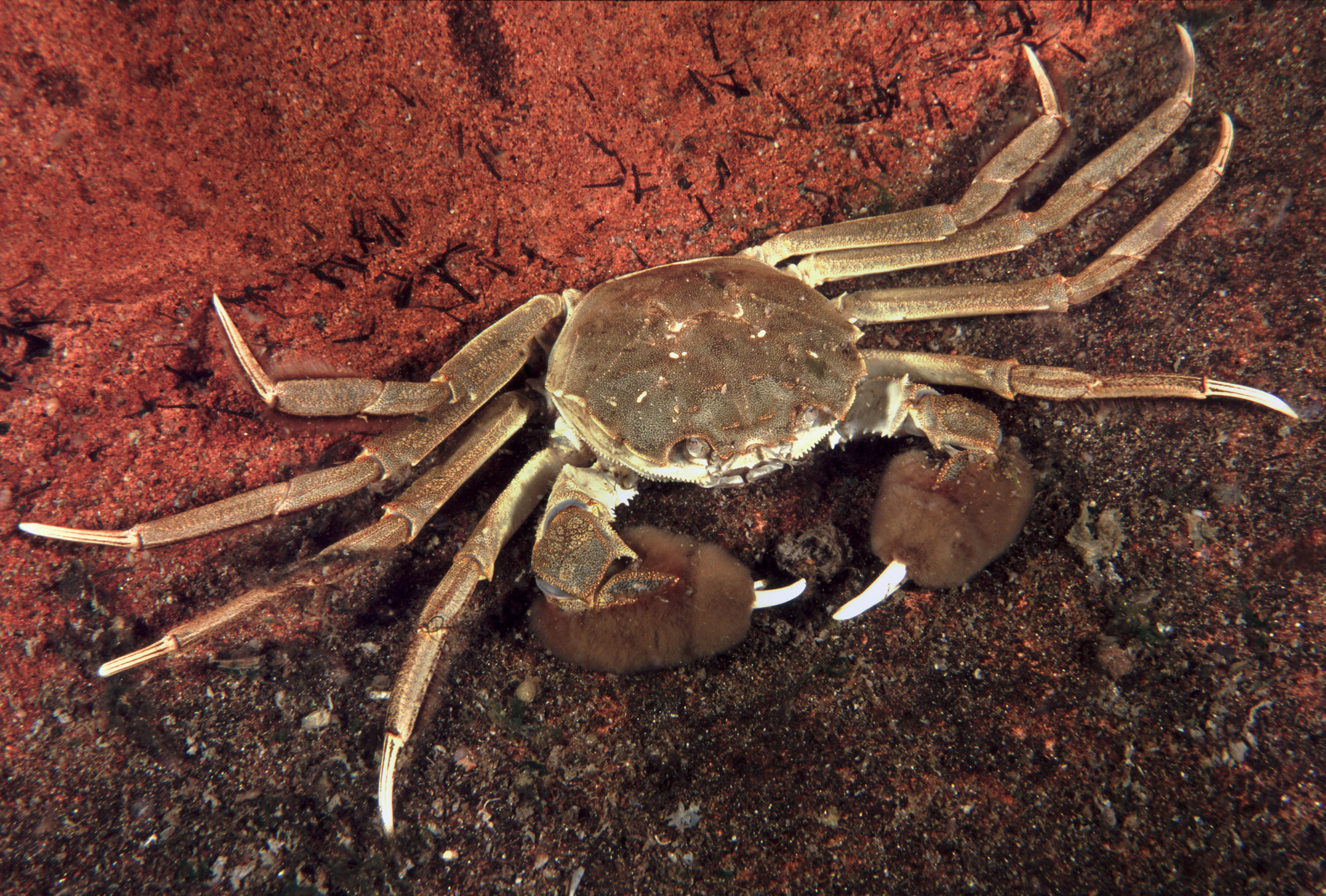 Bild på Kinesisk ullhandskrabba