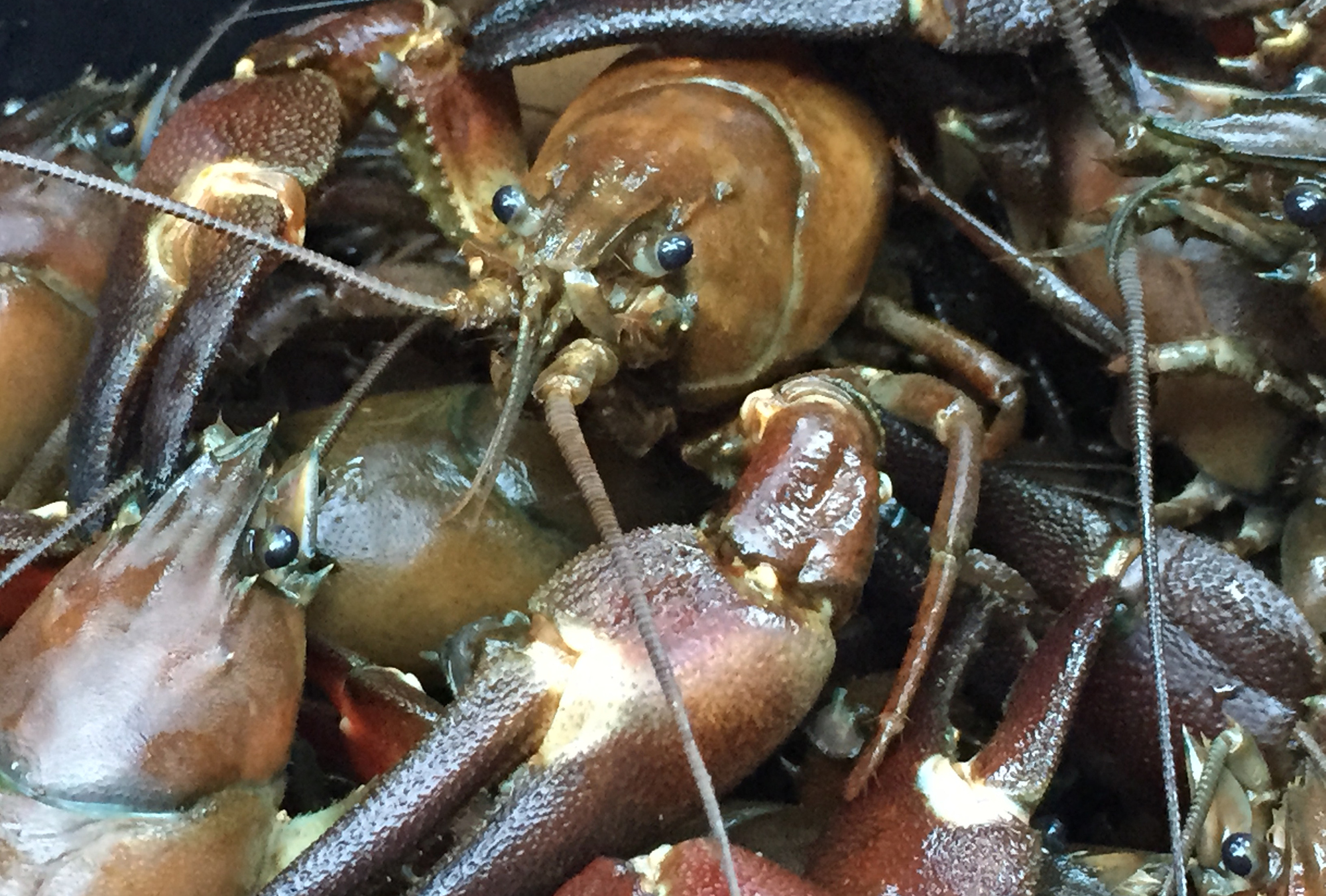 Bild på Signalkräfta