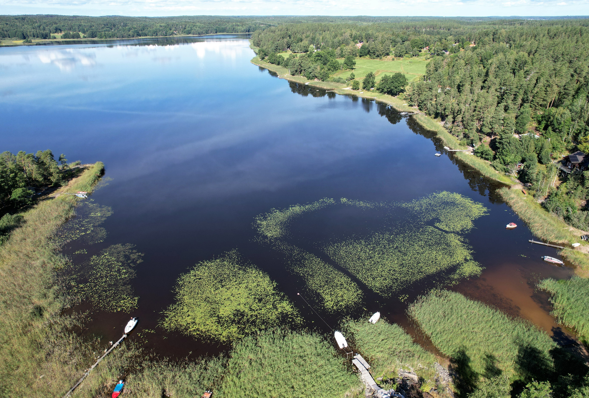 Bild på Sjögullsutbredning