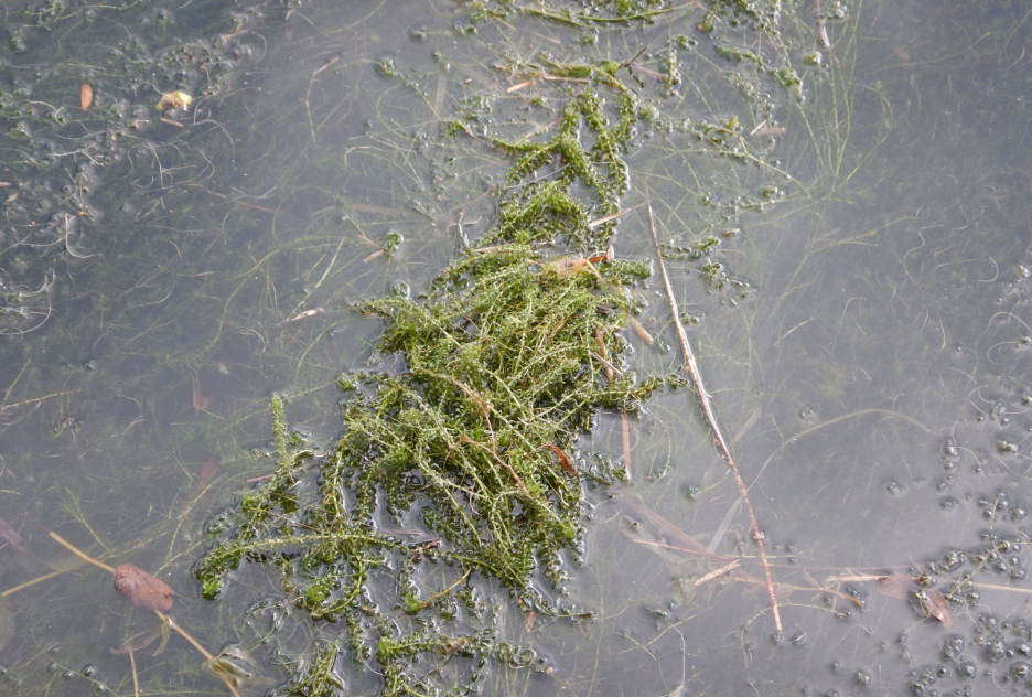 Bild på Smal Vattenpest