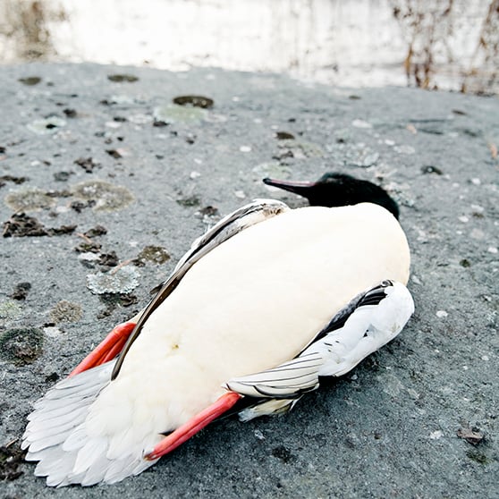 bild på död sjöfågel