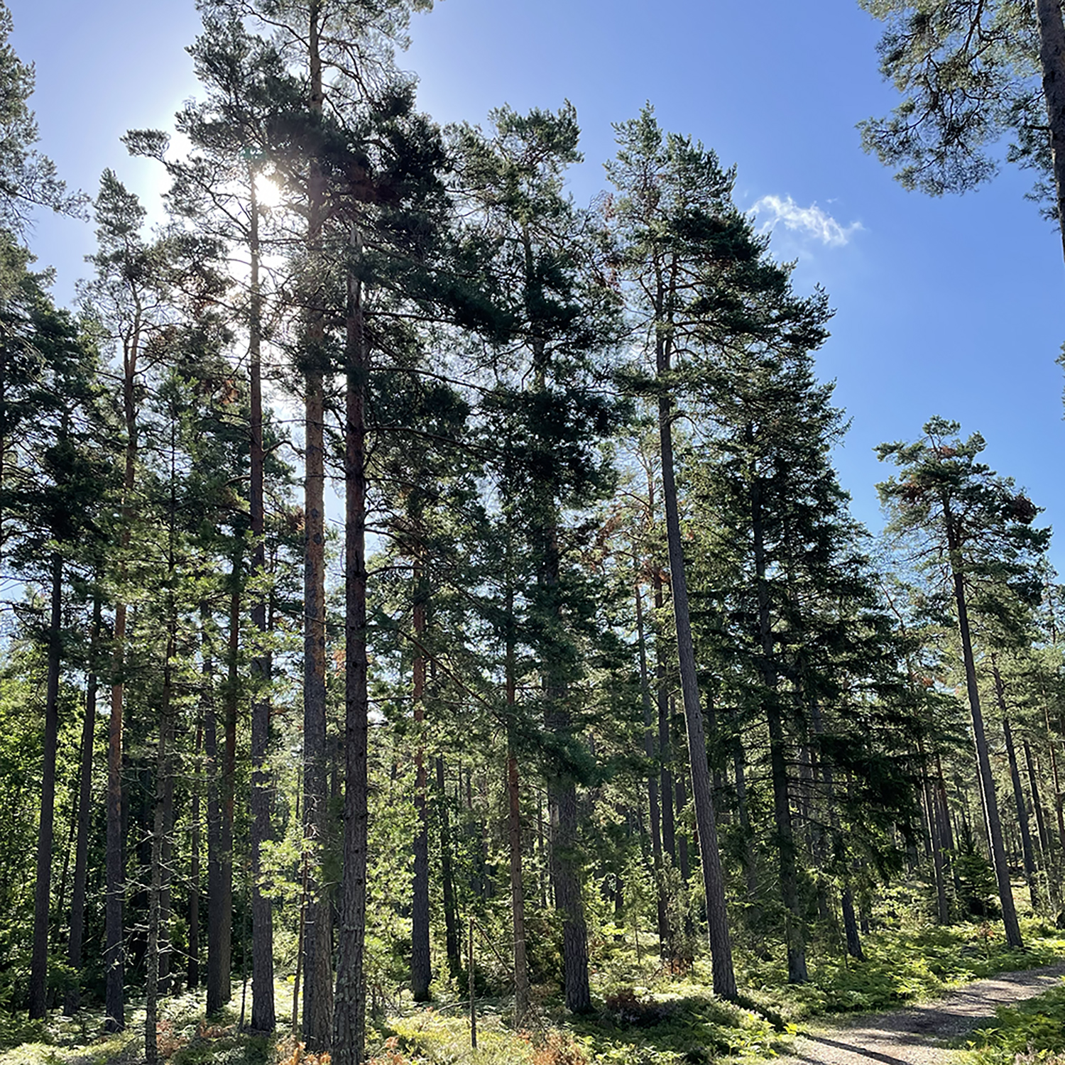bild på stig i skog