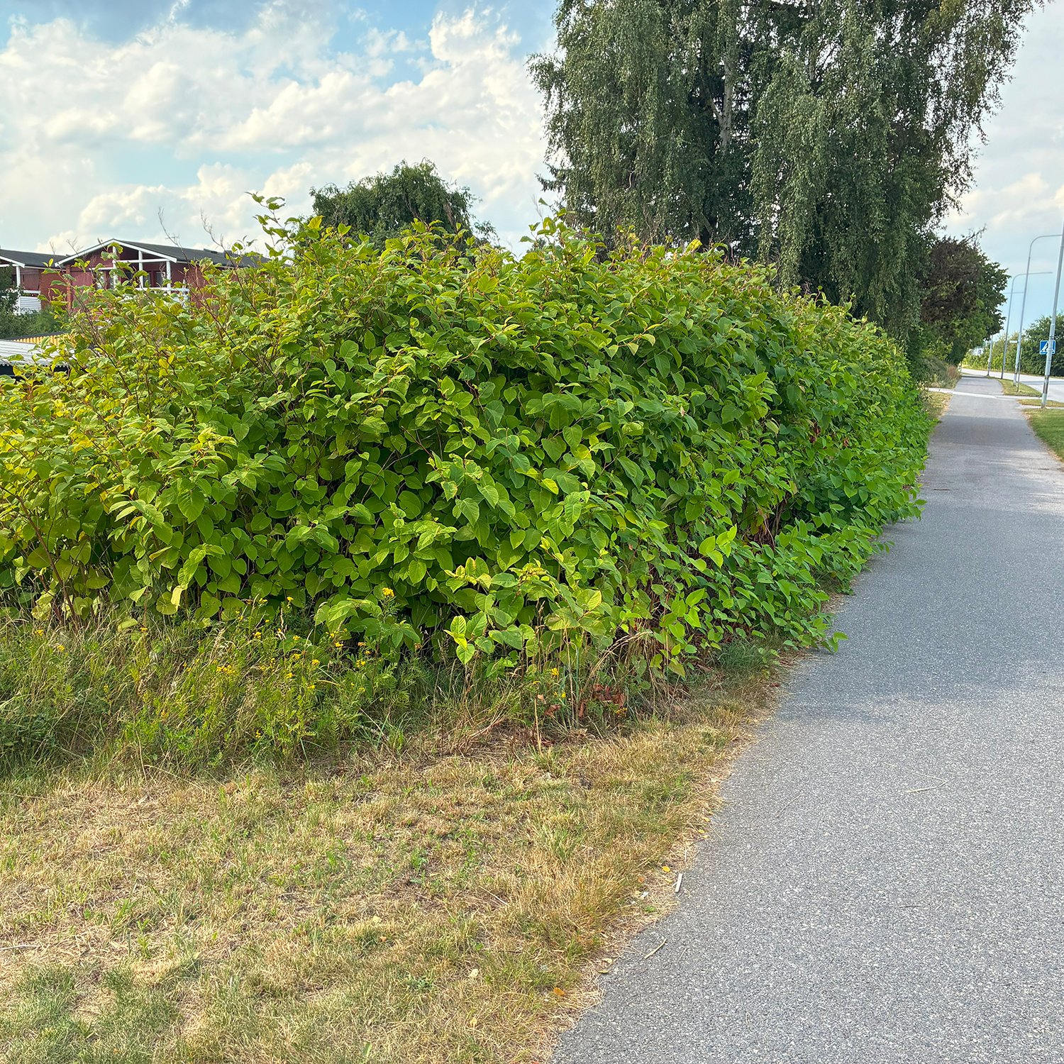 bild på parkslide vid en cykelväg