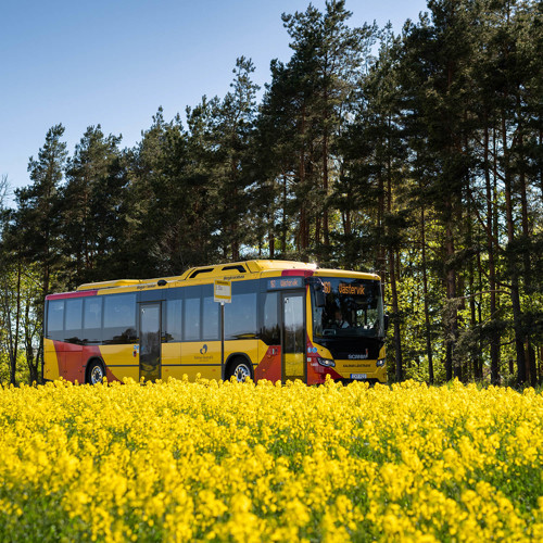 buss bakom rapsfält
