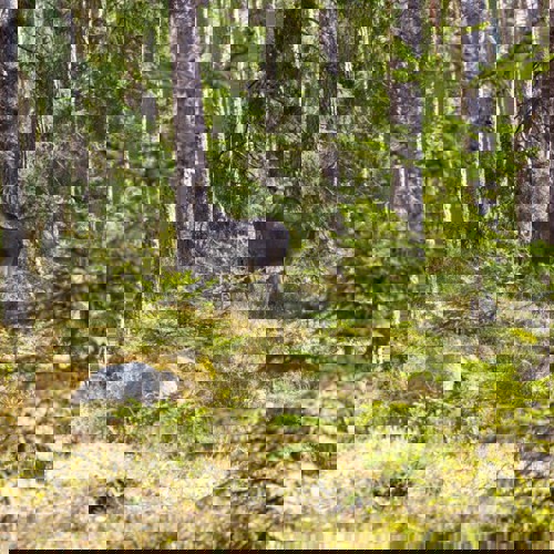 Älg som står i skogen. 