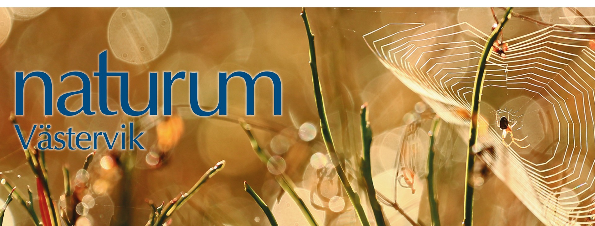 Blåbärsris och spindelnät.