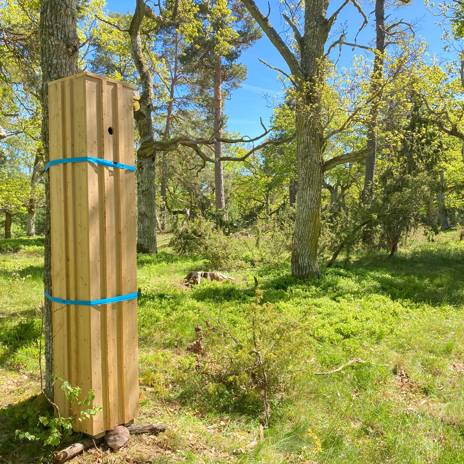 Mulmholk i ekskog.
