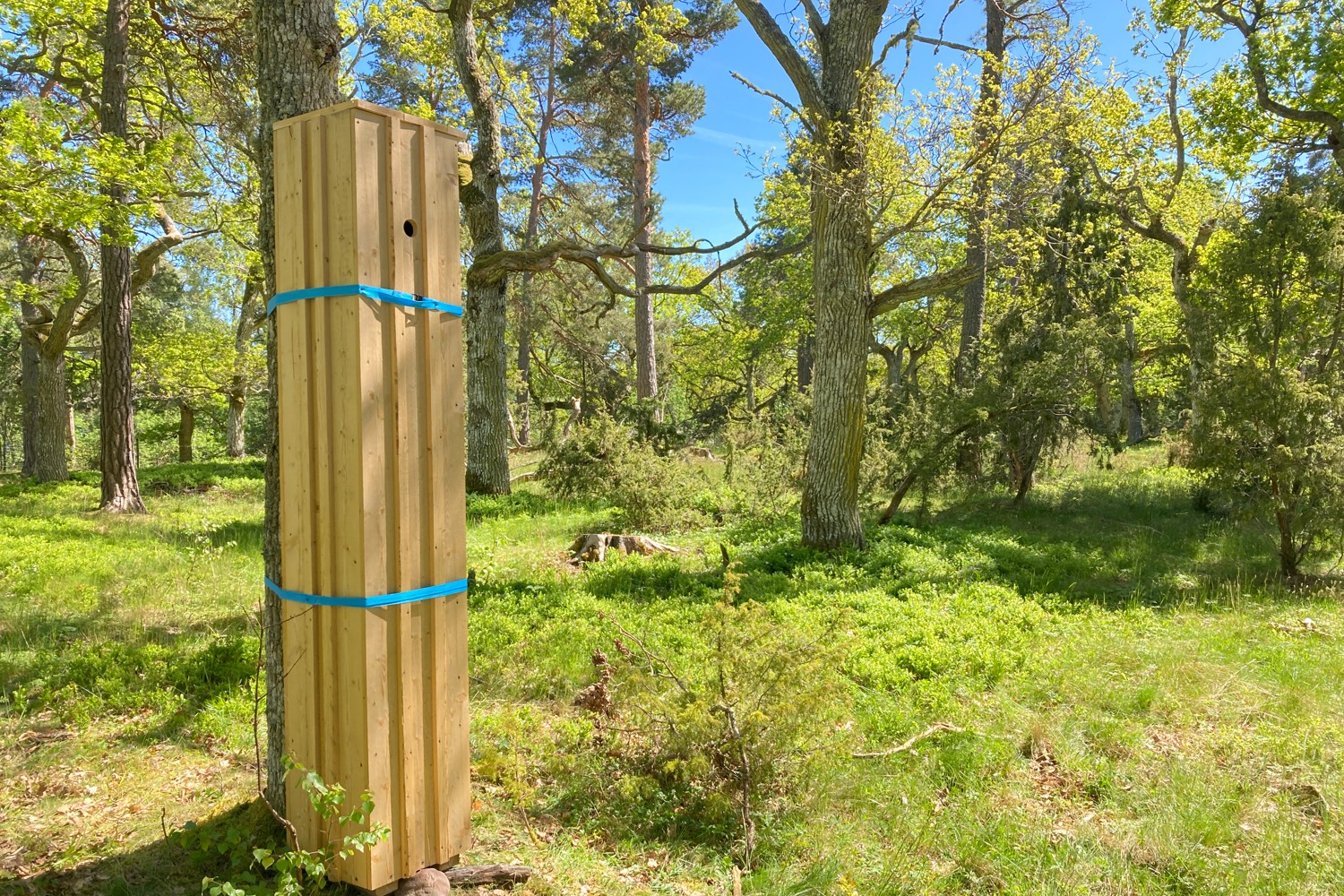 Mulmholk i ekskog.