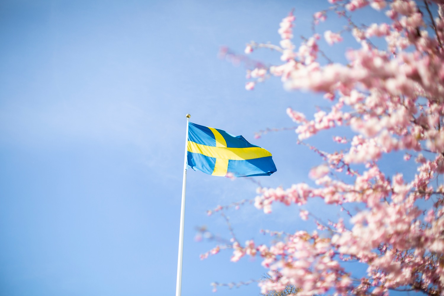 Sveriges flagga vajande i sol med körsbärträd i bakgrunden.