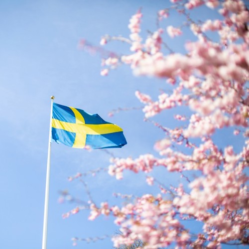 Sveriges flagga vajande i sol med körsbärträd i bakgrunden.