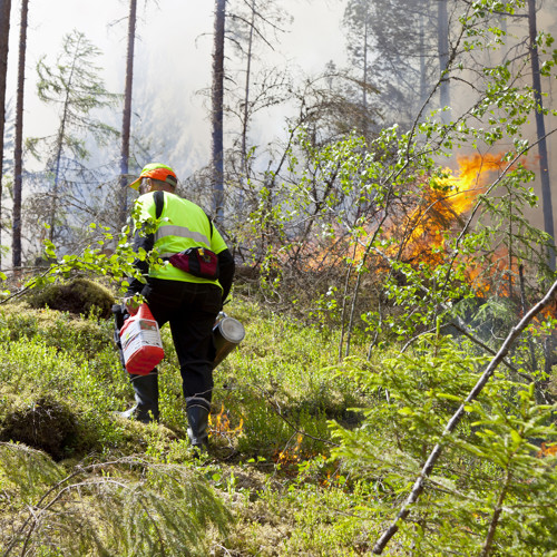 bild på person nära en skogsbrand